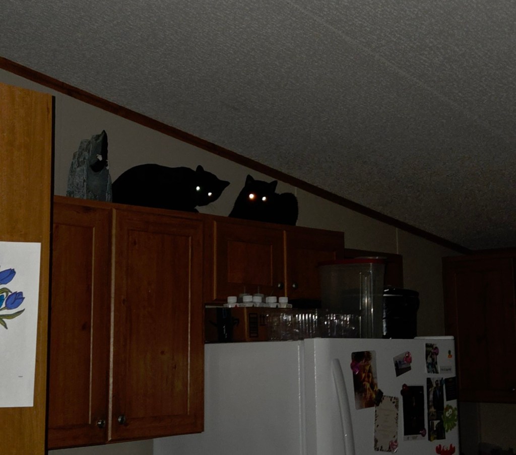 Zazu and Zephyr perched on top of the kitchen cabinets, staring down.